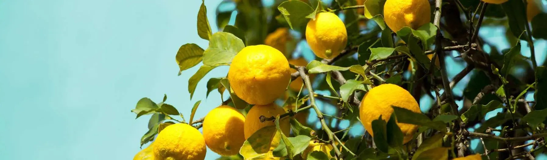 banner lemons 1